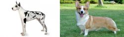 Great Dane vs Cardigan Welsh Corgi - Breed Comparison