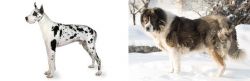 Great Dane vs Caucasian Shepherd - Breed Comparison
