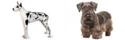 Great Dane vs Cesky Terrier - Breed Comparison