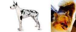 Great Dane vs Chiapom - Breed Comparison