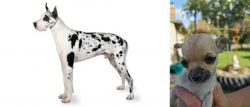 Great Dane vs Chihuahua - Breed Comparison
