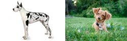 Great Dane vs Chiweenie - Breed Comparison