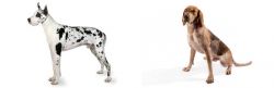 Great Dane vs Coonhound - Breed Comparison