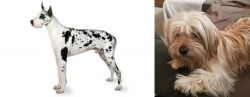 Great Dane vs Cyprus Poodle - Breed Comparison
