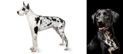 Great Dane vs Dalmador - Breed Comparison