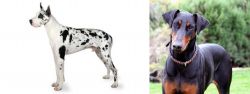 Great Dane vs Doberman Pinscher - Breed Comparison
