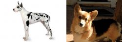 Great Dane vs Dorgi - Breed Comparison