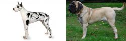 Great Dane vs English Mastiff - Breed Comparison