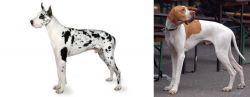 Great Dane vs English Pointer - Breed Comparison