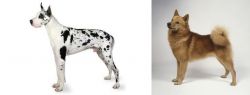 Great Dane vs Finnish Spitz - Breed Comparison
