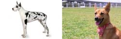 Great Dane vs Formosan Mountain Dog - Breed Comparison