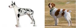 Great Dane vs French Brittany - Breed Comparison