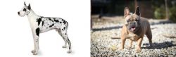 Great Dane vs French Bulldog - Breed Comparison