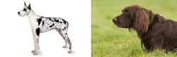 Great Dane vs German Longhaired Pointer - Breed Comparison