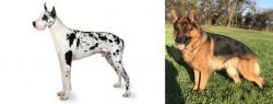 Great Dane vs German Shepherd - Breed Comparison