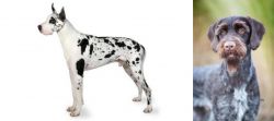 Great Dane vs German Wirehaired Pointer - Breed Comparison