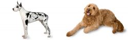 Great Dane vs Golden Doodle - Breed Comparison