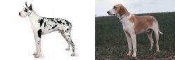 Great Dane vs Grand Anglo-Francais Blanc et Orange - Breed Comparison