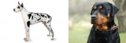 Great Dane vs Rottweiler - Breed Comparison
