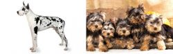 Great Dane vs Yorkshire Terrier - Breed Comparison