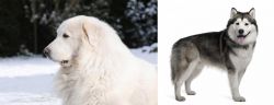 Great Pyrenees vs Alaskan Malamute - Breed Comparison