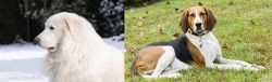 Great Pyrenees vs American English Coonhound - Breed Comparison