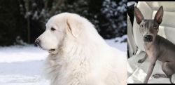 Great Pyrenees vs American Hairless Terrier - Breed Comparison
