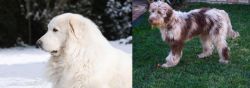 Great Pyrenees vs Aussie Doodles - Breed Comparison