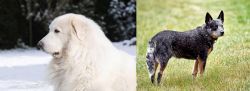 Great Pyrenees vs Austrailian Blue Heeler - Breed Comparison