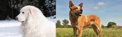 Great Pyrenees vs Australian Red Heeler - Breed Comparison