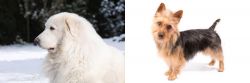 Great Pyrenees vs Australian Terrier - Breed Comparison