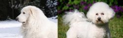 Great Pyrenees vs Bichon Frise - Breed Comparison