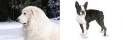 Great Pyrenees vs Boston Terrier - Breed Comparison
