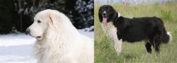 Great Pyrenees vs Bulgarian Shepherd - Breed Comparison