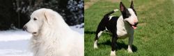 Great Pyrenees vs Bull Terrier Miniature - Breed Comparison