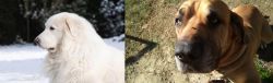 Great Pyrenees vs Cabecudo Boiadeiro - Breed Comparison