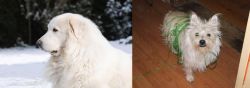 Great Pyrenees vs Cairland Terrier - Breed Comparison
