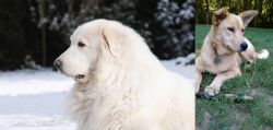 Great Pyrenees vs Carolina Dog - Breed Comparison