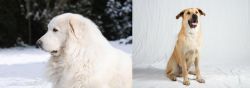 Great Pyrenees vs Chinook - Breed Comparison