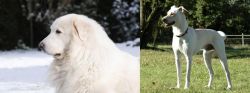 Great Pyrenees vs Cretan Hound - Breed Comparison