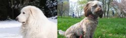 Great Pyrenees vs Doxiepoo - Breed Comparison