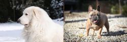 Great Pyrenees vs French Bulldog - Breed Comparison