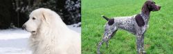 Great Pyrenees vs German Shorthaired Pointer - Breed Comparison