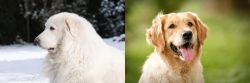 Great Pyrenees vs Golden Retriever - Breed Comparison