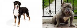 Greater Swiss Mountain Dog vs American Bully - Breed Comparison
