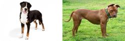 Greater Swiss Mountain Dog vs American Pit Bull Terrier - Breed Comparison