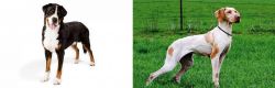 Greater Swiss Mountain Dog vs Ariege Pointer - Breed Comparison