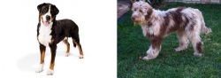 Greater Swiss Mountain Dog vs Aussie Doodles - Breed Comparison