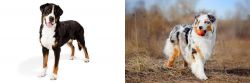 Greater Swiss Mountain Dog vs Australian Shepherd - Breed Comparison