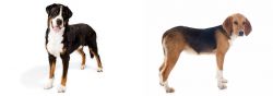 Greater Swiss Mountain Dog vs Beagle-Harrier - Breed Comparison